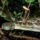 Illustration for article titled New, terrible fact: Sometimes there are angry snakes in the ceilingem/em